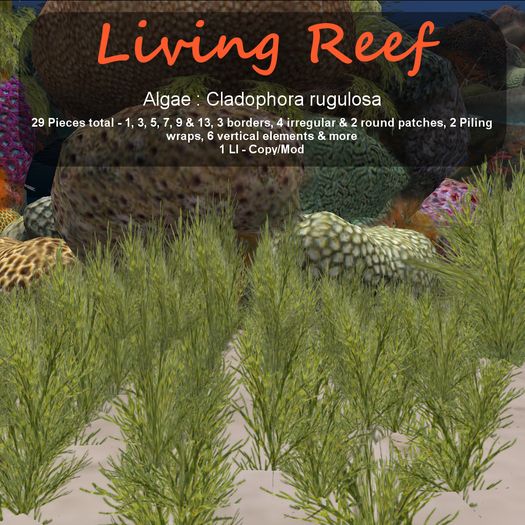 Inochi Reef : Algae "Cladophora Rugulosa"