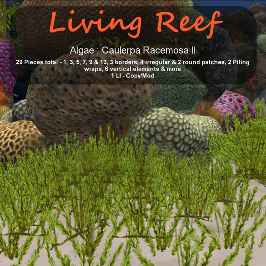 Inochi Reef : Algae "Caulerpa Racemosa II"