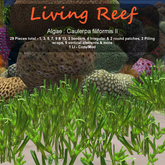 Inochi Reef : Algae "Caulerpa Filiformis II"
