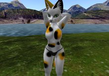 Calico Female Felis Box
