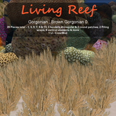Inochi Reef : Gorgonians - Brown Gorgonian 0