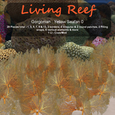 Inochi Reef : Gorgonians - Yellow Seafan 0
