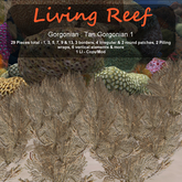 Inochi Reef : Gorgonians - Tan Gorgonian 1