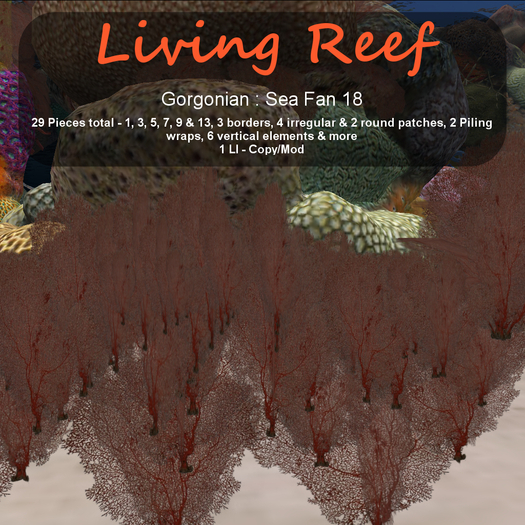 Inochi Reef : Gorgonians - Sea Fan 18