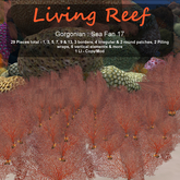 Inochi Reef : Gorgonians - Sea Fan 17