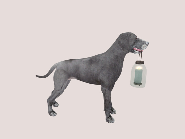 Dog with candle