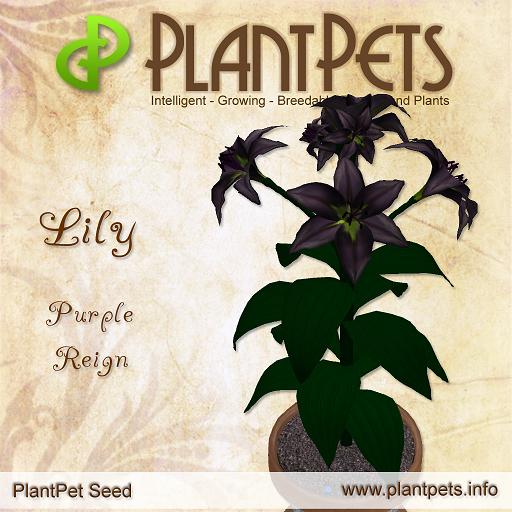 PlantPet Seed [Lily *Purple Reign*]