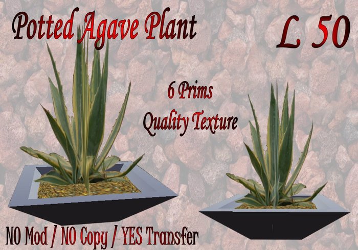 Potted Agave Plant (Boxed)