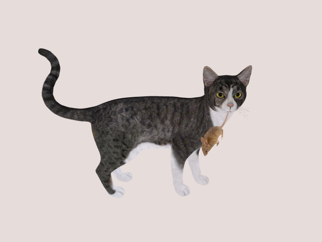 Cat with Mouse