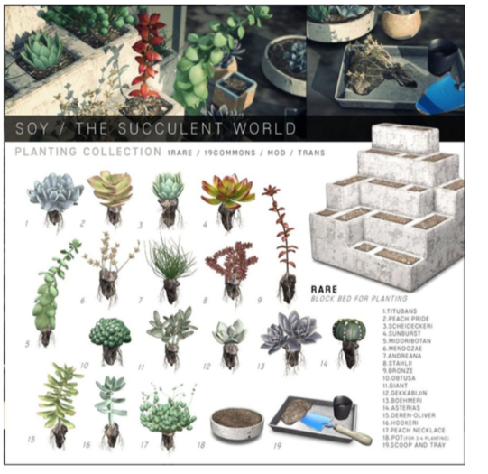 Soy. The Succulent World - Block Bed for Planting - RARE