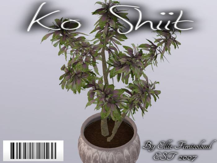 [KO SHIIT] Potted Tropical Tree