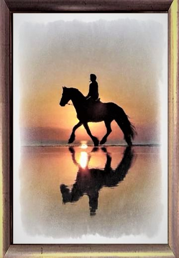 The horse at sunshine  