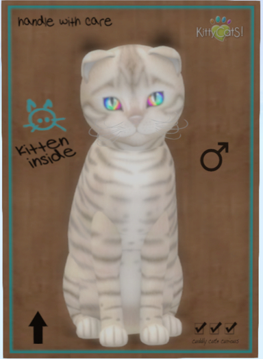 KittyCatS Box - Toyger - Snow