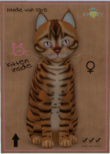 KittyCatS Box - Toyger - Caramel