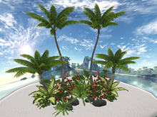 RW - Tropical Palm rock garden *Haunai* CM
