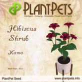 PlantPet Seed [Hibiscus Shrub *Kama*] RARE