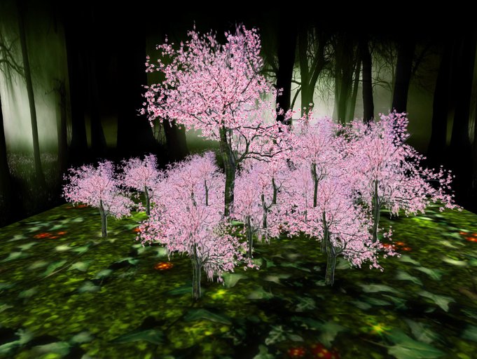 Panoramic blossoming sakura cherry trees