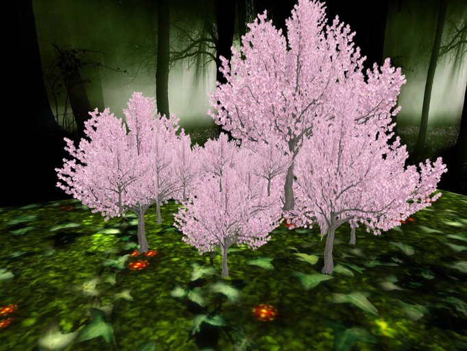 Panoramic blossoming cherry trees(pink)