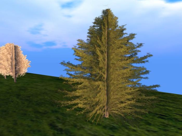 Northern Japanese Hemlock 2 (one of a selection of over 40 different trees)