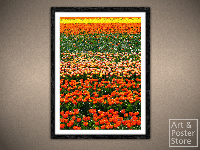 Morning Tulip Field | Scenic Photo Poster | Mesh Frame with 6 texture options 