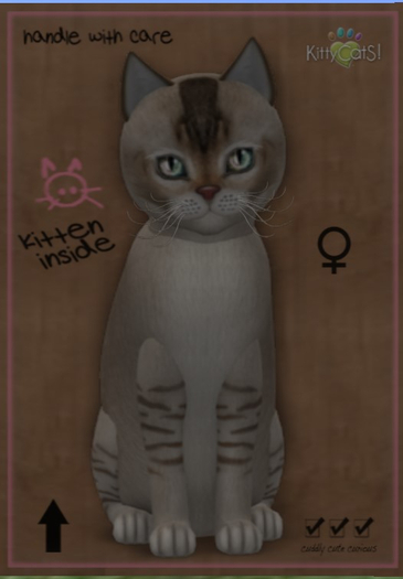 KittyCatS Box - 7T(9T) Burmilla Chocolate Silver Shaded F Exotic Journey