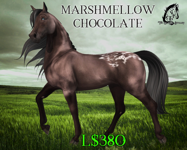 Marshmellow Chocolate [Teegle Skin] - The Celtique Stallion