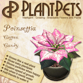PlantPet Seed [Poinsettia *Cotton Candy*] (RARE)