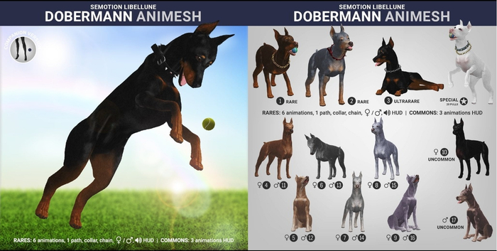 SEmotion Libellune Dobermann Animesh #2 RARE