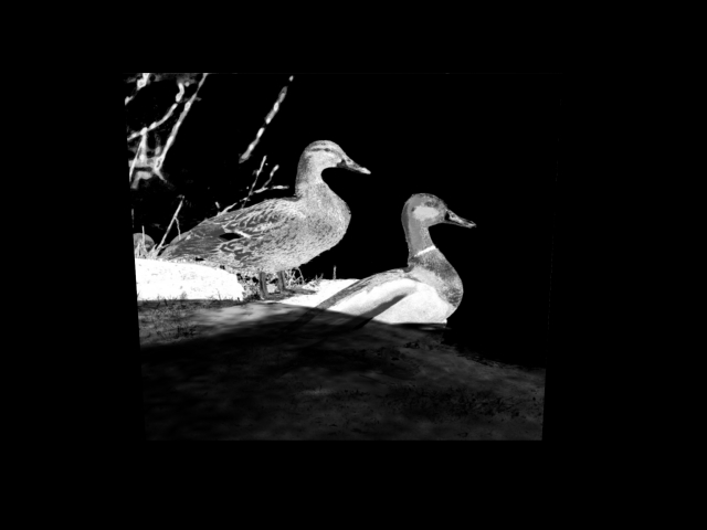 **Eagle's Texture** 2 Ducks