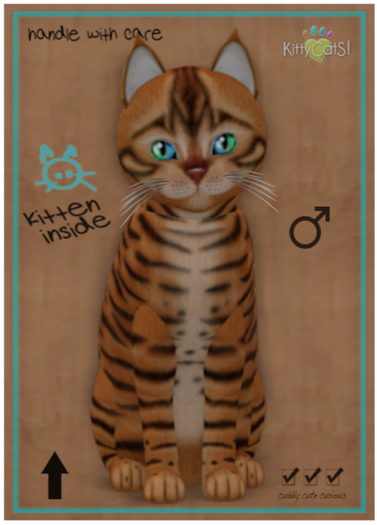 KittyCatS Box - Toyger - Caramel