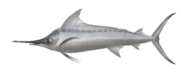 (7S) Uncommon Fish: Silver Marlin