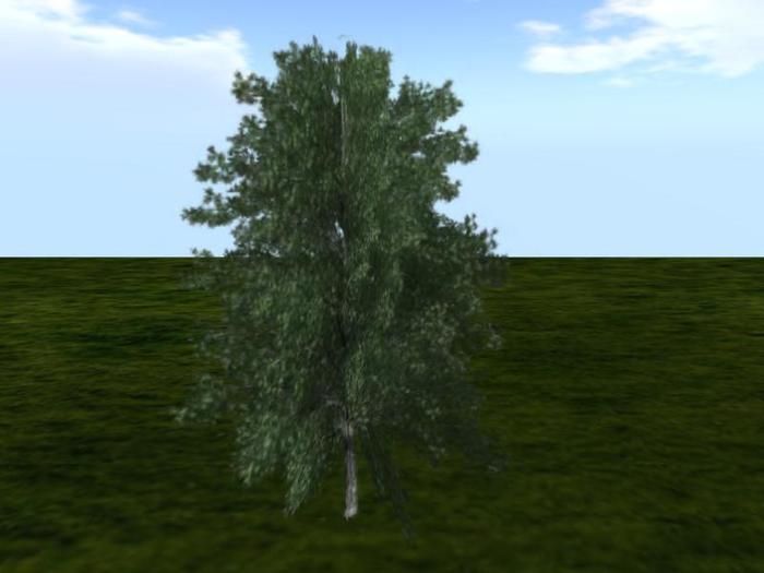 Shagbark Hickory (one of a selection of over 40 different trees)