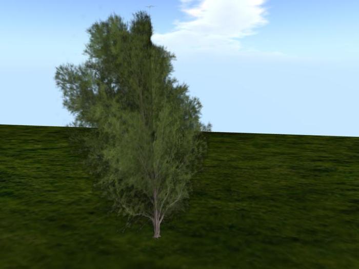 Temple Juniper (1) (one of a selection of over 40 different trees)