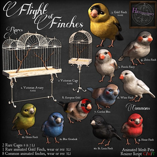 10. *HEXtraordinary* St Lucia Finch