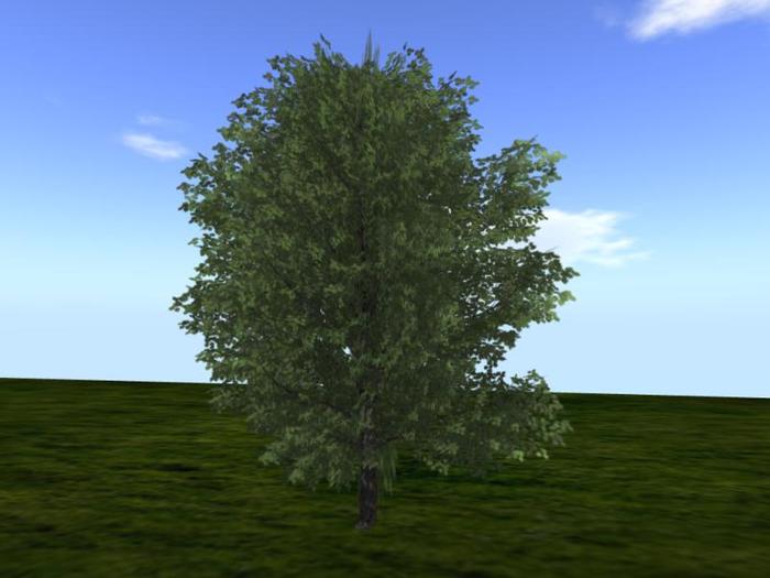 Sweet Birch (one of a selection of over 40 different trees)