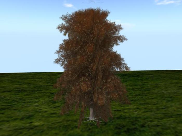 Bald Cypress Autumn (one of a selection of over 40 different trees)