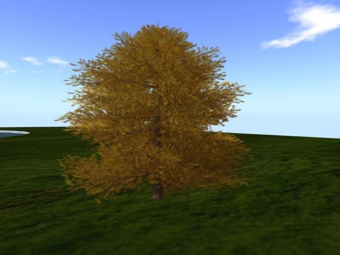 European Larch Autumn (one of a selection of over 40 different trees)