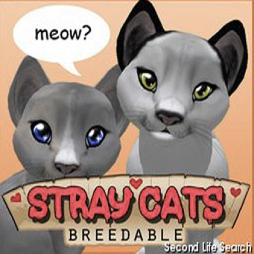 Stray Cats Kitten - Bicolor - Light Brow (M)