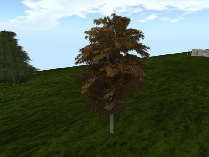 European Beech Autumn (one of a selection of over 40 different trees)