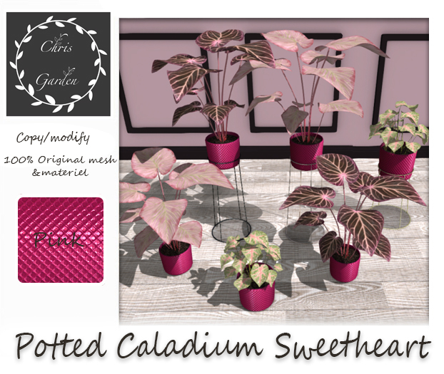 C*Caladium Dark pink pots