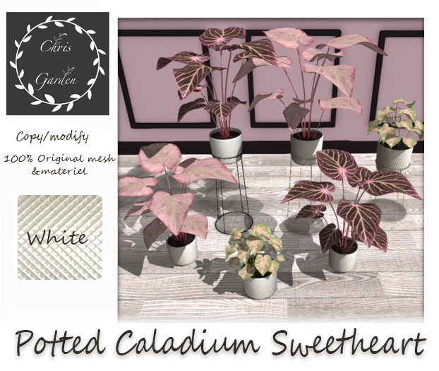 C*Caladium White pots
