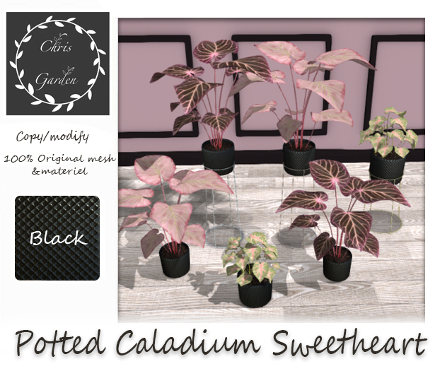 C*Caladium Black pots