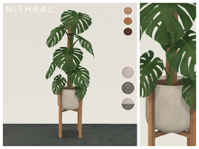 Mithral * Monstera Deliciosa (Pack A)