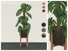 Mithral * Monstera Deliciosa (Pack C)