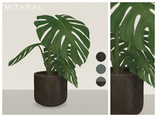 Mithral * Small Monstera Deliciosa (Pack C)