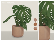 Mithral * Small Monstera Deliciosa (Pack B)