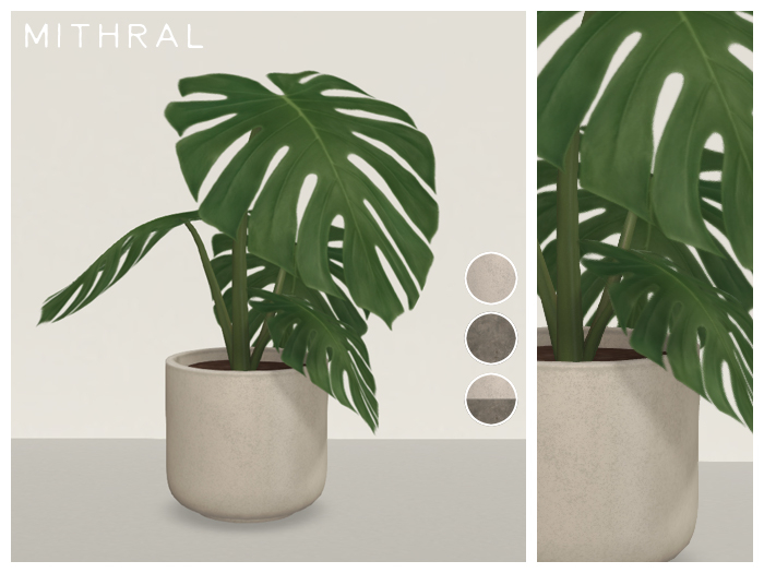 Mithral * Small Monstera Deliciosa (Pack A)