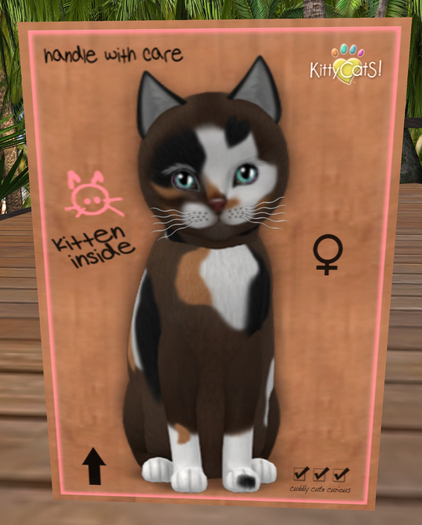 KittyCatS Box - New Born Kitten