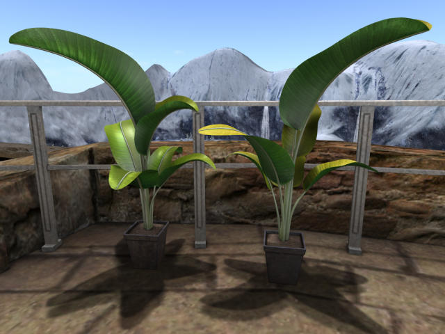 Full PERM Potted Banana Plant