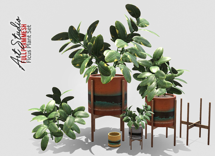 Art Studio.FULL PERM \\ Ficus Plant Set